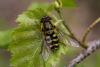 Syrphus vitripennis